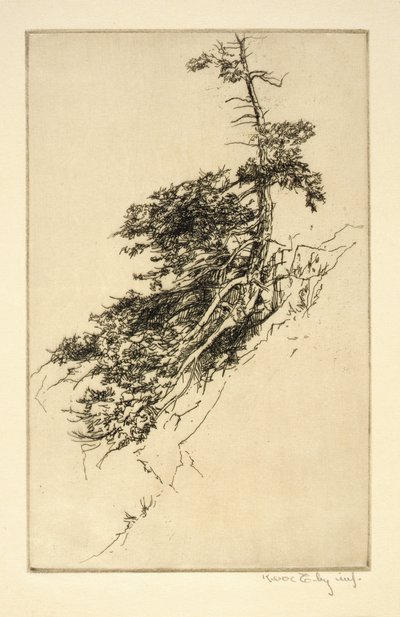 Steenpijnboom door Kerr Eby