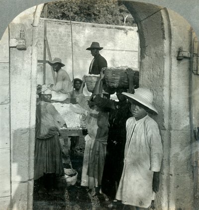 Cacao vers uit de peulen, Dominica, B.W.I., 1893 door Keystone View Company