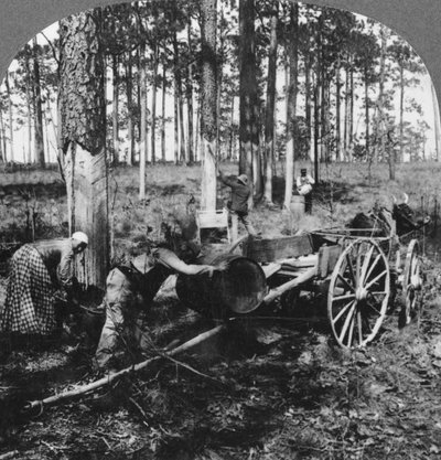 In een groot dennenbos, terpentijn verzamelen, North Carolina, VS, eind 19e of begin 20e eeuw door Keystone View Company