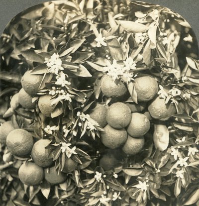 Sinaasappelbloesems en Rijpe Sinaasappels die aan dezelfde Boom Groeien, Californië door Keystone View Company