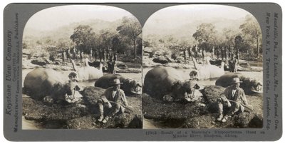 Resultaat van een ochtend nijlpaardjacht aan de Mlembo-rivier, Rhodesië, Afrika, 1910 door Keystone View Company