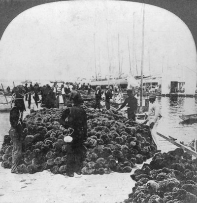 Sponzenmarkt, haven van Key West, Florida, VS door Keystone View Company