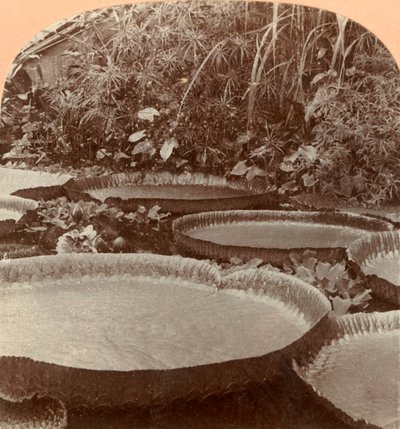 Thureza Lelie, Botanische Tuin, Hamburg, Duitsland, 1895 door Keystone View Company