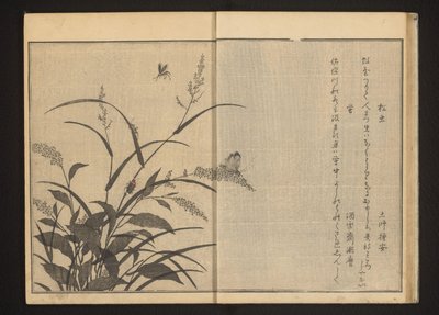 Krekels en vuurvliegjes op polygonum en riet door Kitagawa Utamaro