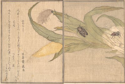Avondcicade, Higurashi, Spin, Kumo door Kitagawa Utamaro