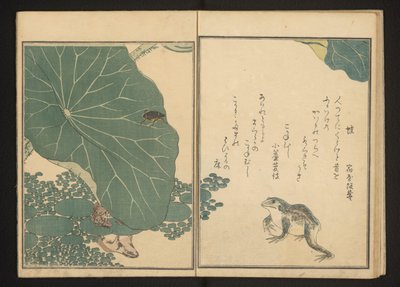 Kikkers en gouden kever bij lotus door Kitagawa Utamaro