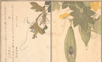 Sprinkhaan Kirigirisu, Cicada Semi... door Kitagawa Utamaro