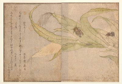 Higurashi en spin, 1788 (houtsnede) door Kitagawa Utamaro