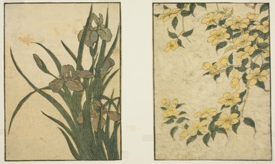 Kerria en Iris, uit het geïllustreerde boek "Prentenboek: Bloemen van de Vier Seizoenen," deel 1 door Kitagawa Utamaro