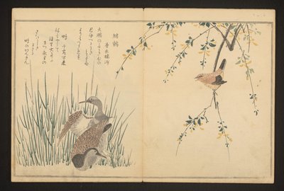 Wilde eend en ijsvogel door Kitagawa Utamaro