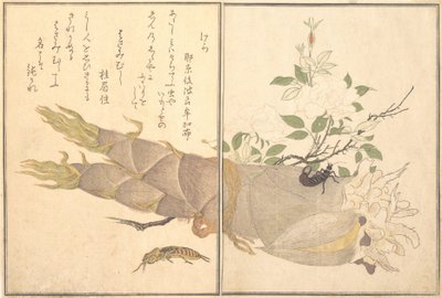Mollenkriek Kera, oorworm, Hasami-mushi door Kitagawa Utamaro