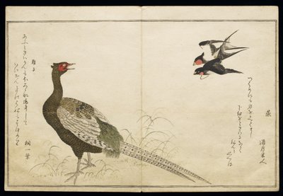 P.332-1946 Vol.1 f.6 Paar schoorsteen zwaluwen en een groene fazant, uit een album 