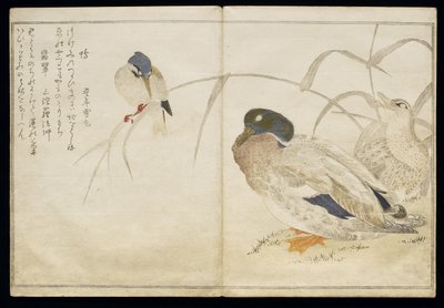 P.332-1946 Vol.2 f.7 Twee wilde eenden en een gewone IJsvogel, uit een album 