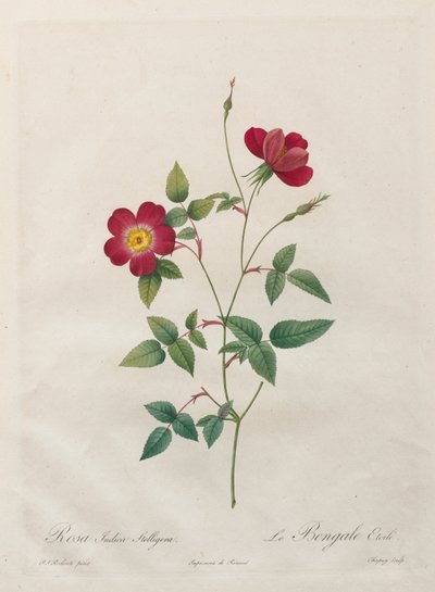 Rosa Indica Stelligera door Kitagawa Utamaro