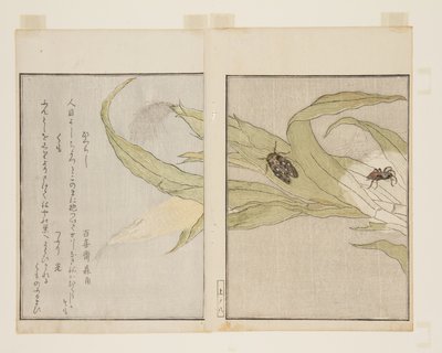 Spin (Kumo) en Avondcicade (Higurashi) door Kitagawa Utamaro