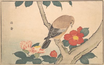 Camellia