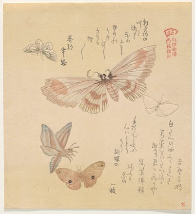 Vlinders en motten, uit de serie Een zwerm vlinders door Kubo Shunman