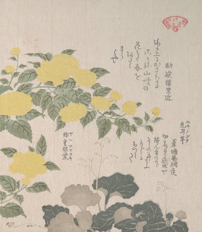 Corchorus of Gele Roos en Kruipende Saxifrage, 19e eeuw door Kubo Shunman