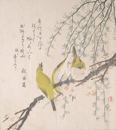 Japanse Witte Ogen met Pruimenboom en Wilg..., ca. 1810 door Kubo Shunman