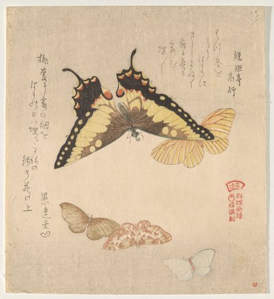 Het Schilderhandboek van Vlinders (Guncho? Gafu) door Kubo Shunman