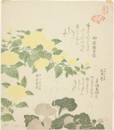 Gele Rozen (Yae yamabuki) en Kruipende Steenbreek (Yukinoshita), uit de serie "Collectie van Planten voor de Kasumi Poëziekring (Kasumi-ren somoku awase)" door Kubo Shunman