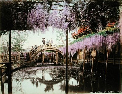 Wisteria bij Kameido, Tokio door Kusakabe (attr. to) Kimbei