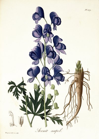 Aconitum Napellus uit 