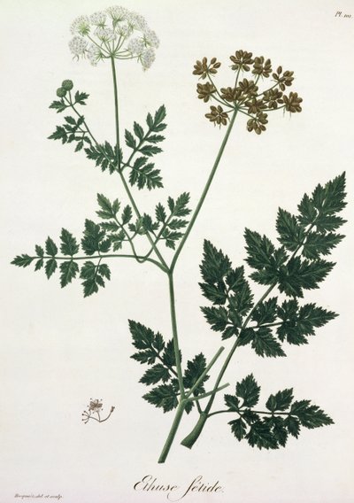 Aethusa Cynapium uit 