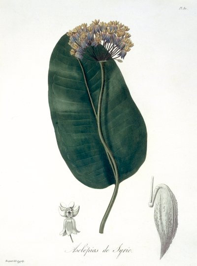 Asclepias Syriaca uit 