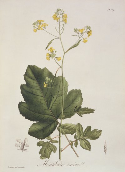 Brassica nigra uit 