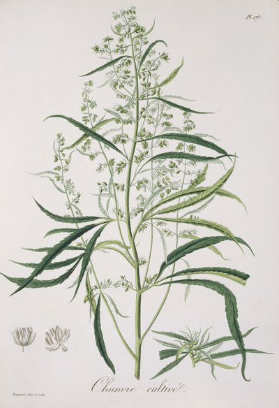 Cannabis Sativa uit 
