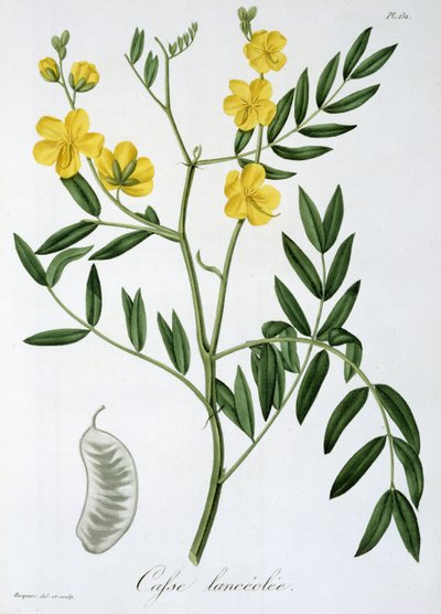 Cassia uit 