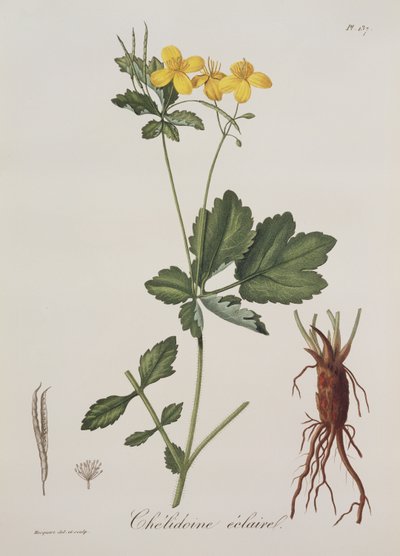 Celidonium Majus uit Phytographie Medicale door Joseph Roques, gepubliceerd in 1821 door L.F.J. Hoquart