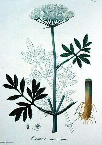 Cicuta Virosa uit 