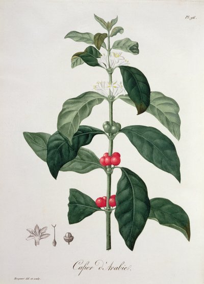 Coffea Arabica uit 