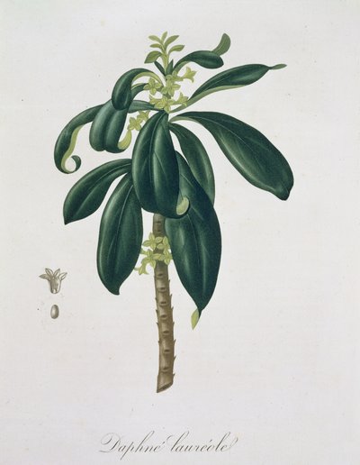 Daphne Laureda uit 