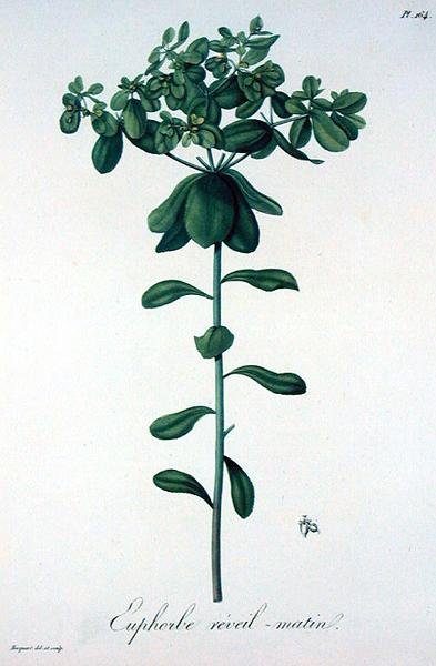 Euphorbia Helioscopia uit 