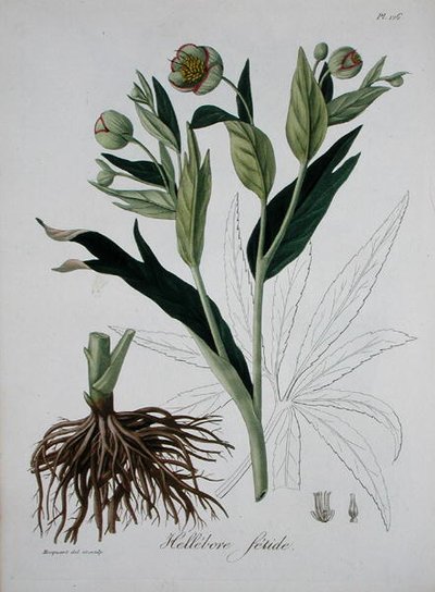 Helleborus Foetidus uit 