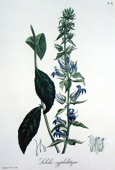 Lobelia Siphilitica uit 