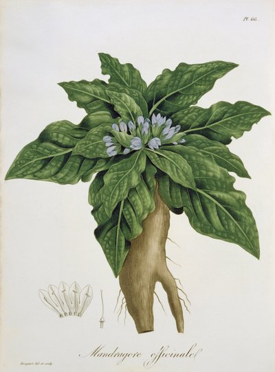Mandragora Officinarum uit 