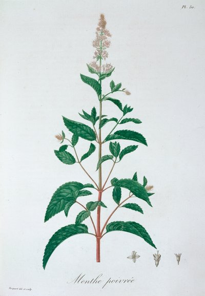 Pepermunt, 1821 door LFJ Hoquart