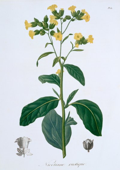 Nicotiana Tabak, 1821 door LFJ Hoquart