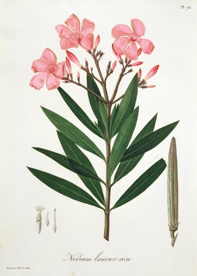 Oleander uit 