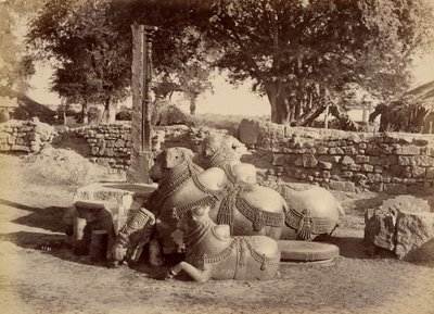 Heilige stieren in Warungal Fort door Lala Deen Dayal