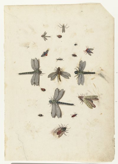 Libellen en vliegende insecten door Lambert Lombard