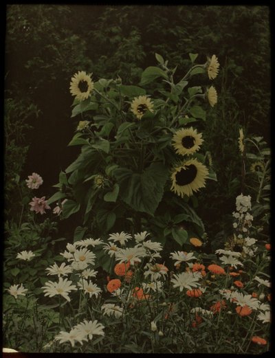 Tuin van het huis Kersbergen, Zeist, met onder andere zonnebloemen door Lambertus Hendrik van Berk