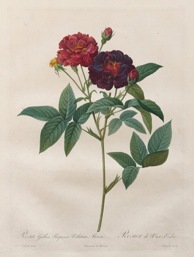 De rozen: Rosa Gallica Purpurea Velutina Parva door Langlois