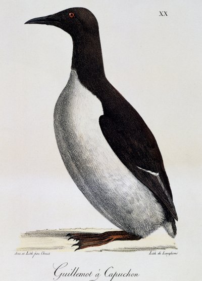 Zeekoet (Uria aalge), uit Voyage pittoresque autour du monde door Langlume Langlume