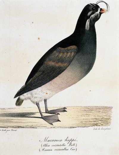 Kuifalk (Aethia cristatella), uit Voyage pittoresque autour du monde door Langlume Langlume