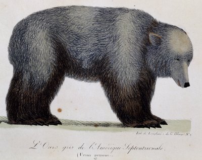 Grijze beer (Ursus griseus), uit Voyage pittoresque autour du monde door Langlume Langlume